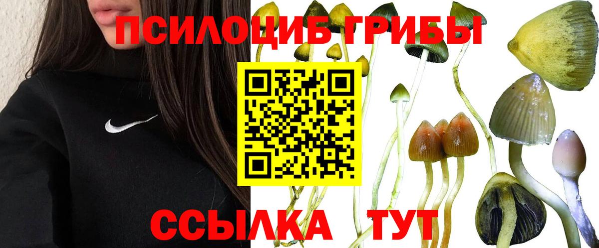 Псилоцибиновые грибы Psilocybine cubensis Артём
